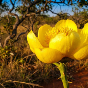 Retrato da Flor do Cerrado